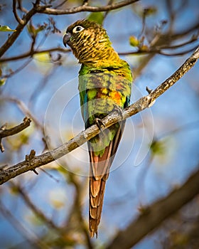 Colorful blazewinged parakeet found in Pantanal of Brazil