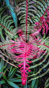 Colorful blechnum curvy leaves