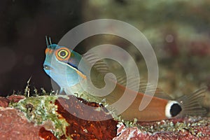 Colorful blenny fish