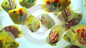 Colorful blood parrot cichlid fish swimming in the aquarium