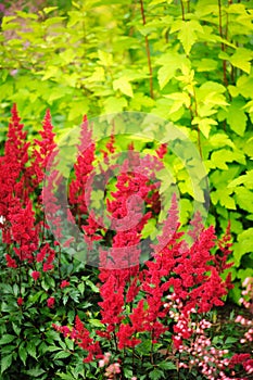 colorful blooming astilbe in summer garden in mixed border