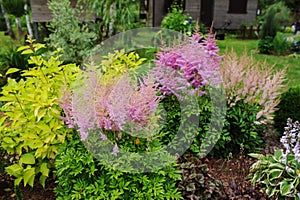 Colorful blooming astilbe in summer garden in mixed border with hostas