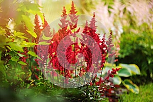 Colorful blooming astilbe in summer garden in mixed border with hostas and cornus photo