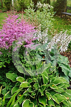 colorful blooming astilbe in summer garden in mixed border with hostas and cornus