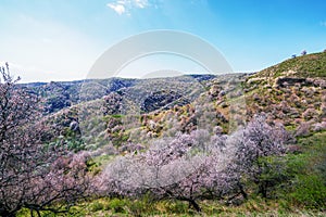Amazing Blooming Flowers all over the mountain photo