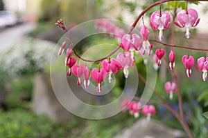 Colorful blooming Bleeding heart flowers in the garden during spring.