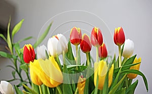 colorful blooming bouquet of tulips