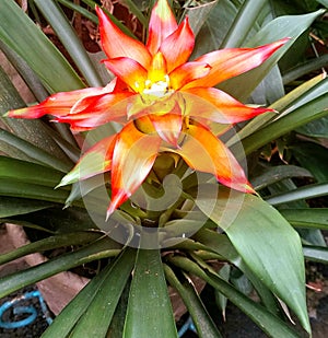 Colorful blooming flower in my garden