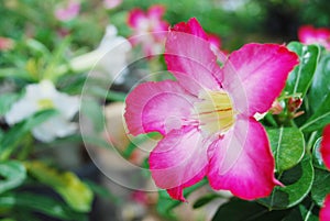 Colorful blooming flowers in a garden.