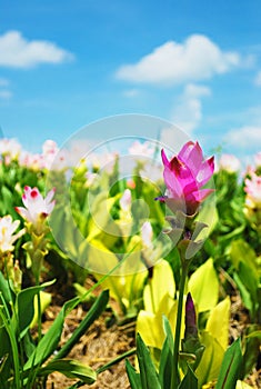 Colorful blooming flowers in a garden.