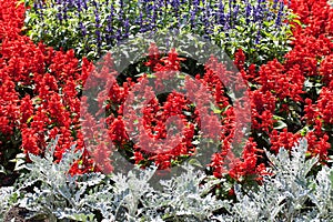 Colorful blooming flowers in garden in summer