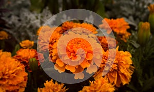 Colorful blooming flowers in the garden during summer.