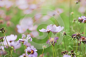 Colorful blooming flowers in the green garden, nature emotional tone background