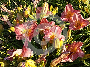 Colorful blooming flowers Hemerocallis