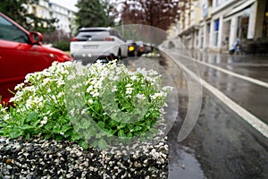 Colorful blooming flowers in park in the city during summer rain.