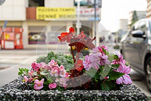 Colorful blooming flowers in park during summer.