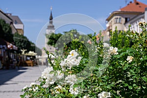 Colorful blooming flowers in park during summer.