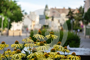 Colorful blooming flowers in park during summer.