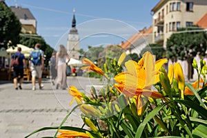 Colorful blooming flowers in park during summer.