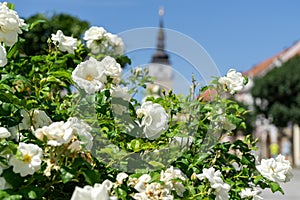 Colorful blooming flowers in park during summer.