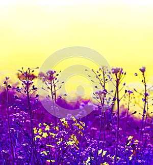 Colorful blooming flowers on yellow sky. Trendy creative minimal pop art design.