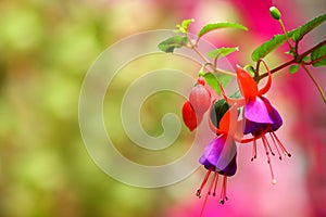 Colorful Blooming fuchsia fuschia hybrida flowers photo