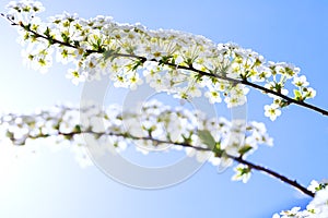 Colorful blooming grefsheim spirea on background of blue sky wit