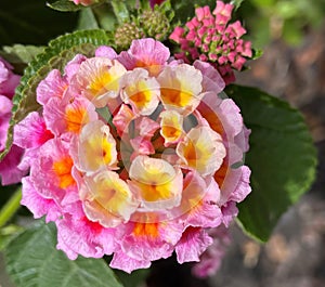 Colorful Blooming Lantana Flower Cluster