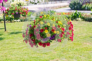 Colorful blooming petunia flower hanging basket in garden