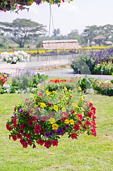 Colorful blooming petunia flower hanging basket in garden