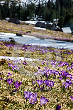 Barvitý kvetoucí purpurová květiny z krokus (krokus) v jaro údolí z vysoký tatry polsko 