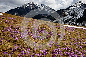 Barvitý kvetoucí purpurová květiny z krokus (krokus) v jaro údolí z vysoký tatry polsko 