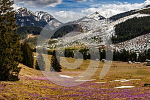 Barvitý kvetoucí purpurová květiny z krokus (krokus) v jaro údolí z vysoký tatry polsko 