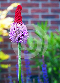 Colorful blooming red and purple Primula Vialii, Orchid Primrose flower in the garden with brick wall background