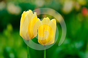 colorful blooming tulips flowers in early spring