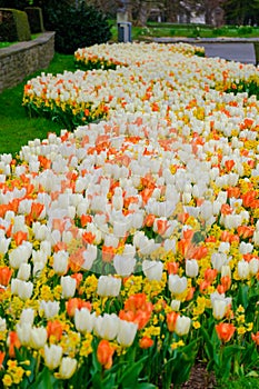 colorful blooming tulips flowers in early spring