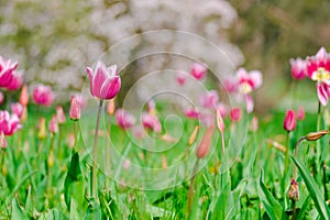 colorful blooming tulips flowers in early spring