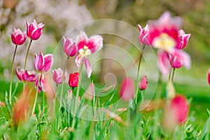 colorful blooming tulips flowers in early spring