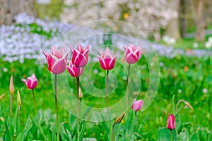 colorful blooming tulips flowers in early spring