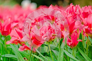 colorful blooming tulips flowers in early spring