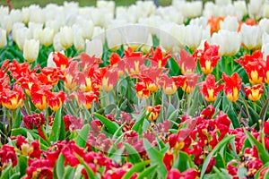 colorful blooming tulips flowers in early spring