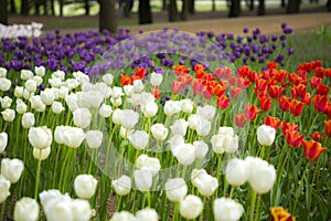 Colorful blooming tulips flowers field ibaraki park in japan