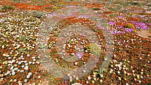 Colorful blooming wildflowers, Namaqualand, Northern Cape, South Africa