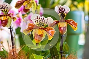 Colorful blooms of Paphiopedilum exul orchid, tropical flowers