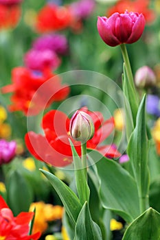 Spring Tulips Flowers colorful pink red close up Background