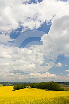 Colorful blossom field of colza with beautiful sky