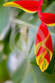 colorful blossom of heliconia flower in costa rica