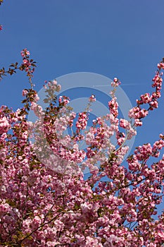 Colorful blossom of parktrees on springtime blue sky