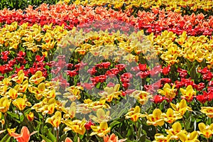 Colorful Blossom Tulips and narcissus for background Keukenhof