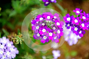 Colorful blossomed garden, flowers fullness of summer